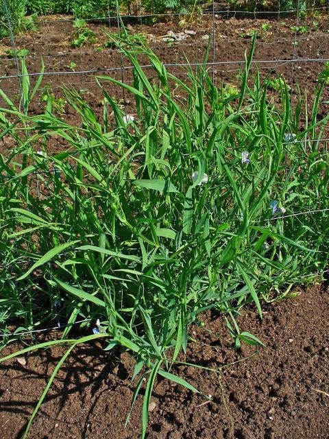 Grass pea (Lathyrus sativus) habit, Germany