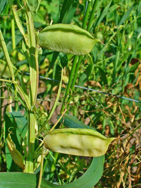 Grass pea (Lathyrus sativus) pods, Germany