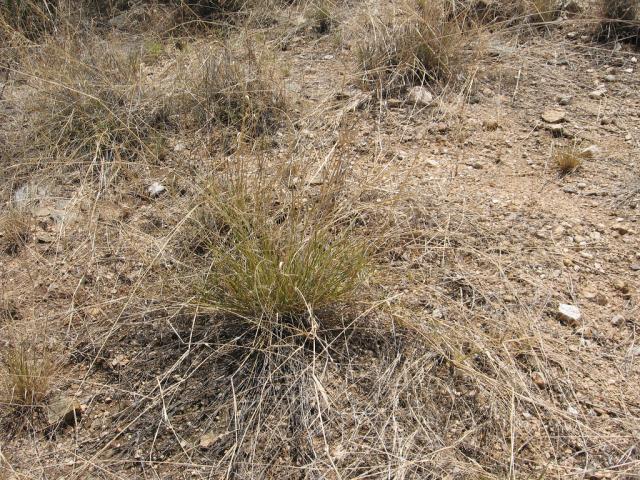 Lehmann love grass (Eragrostis lehmanniana)