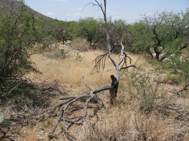 Lehmann love grass (Eragrostis lehmanniana)