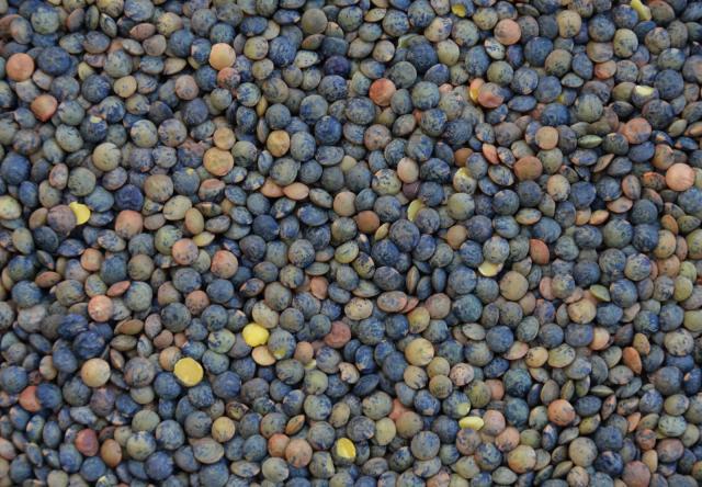 Green lentil