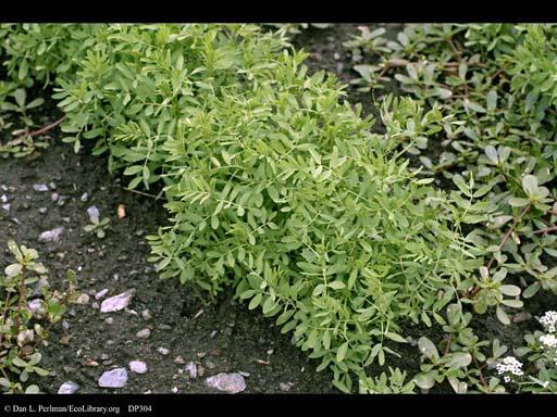 Lentil (Lens culinaris), plant habit