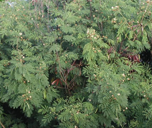 Leucaena leucocephala, Mayotte