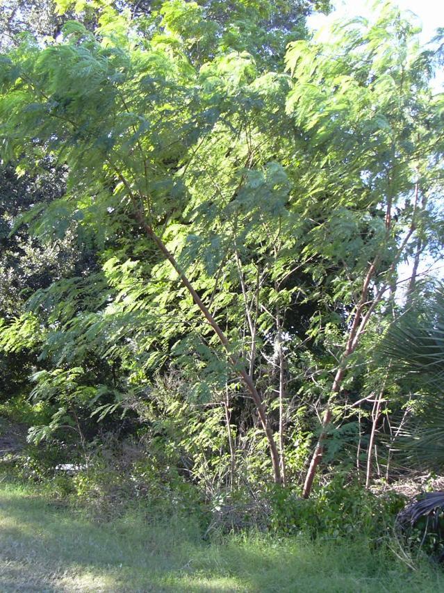 Leucaena leucocephala, Florida