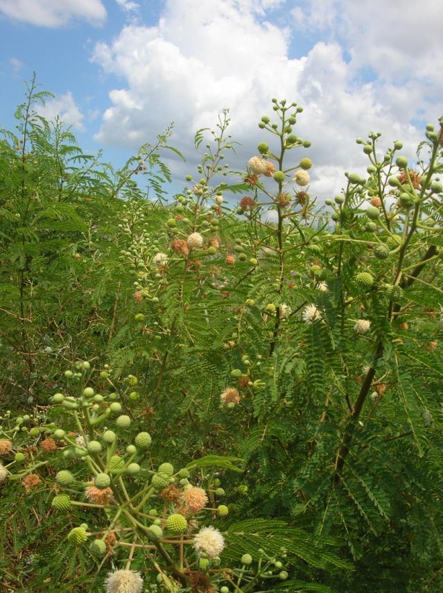 Leucaena leucocephala, Hawaii