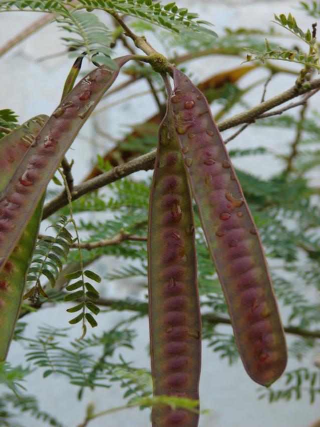 Leucaena leucocephala pods