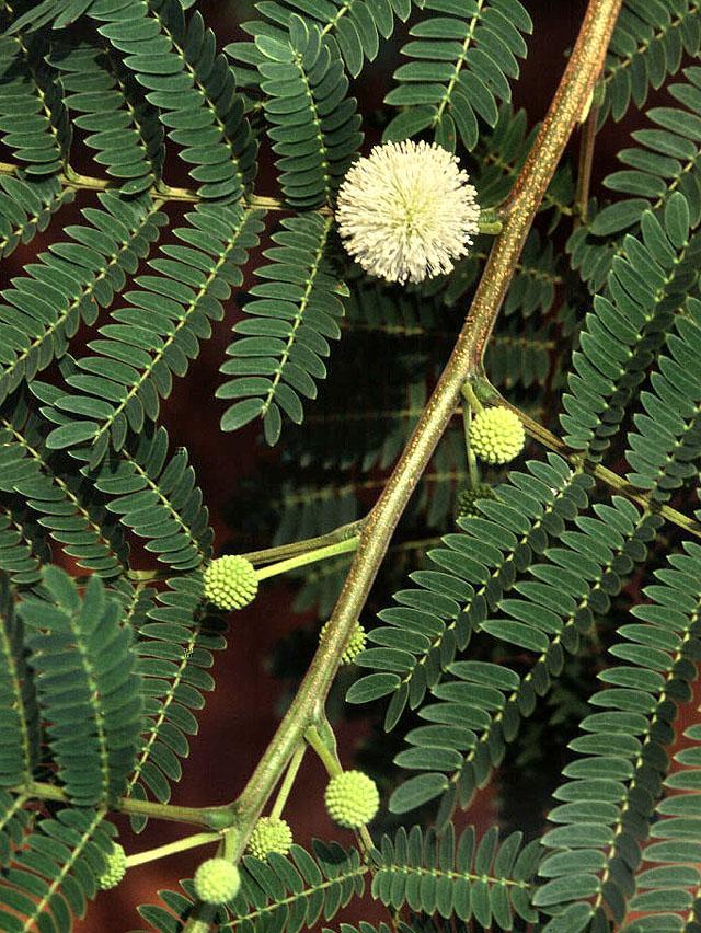 Leucaena leucocephala flowers