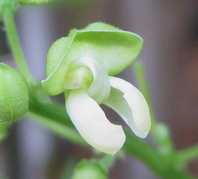 Lima bean (Phaseolus lunatus), flower