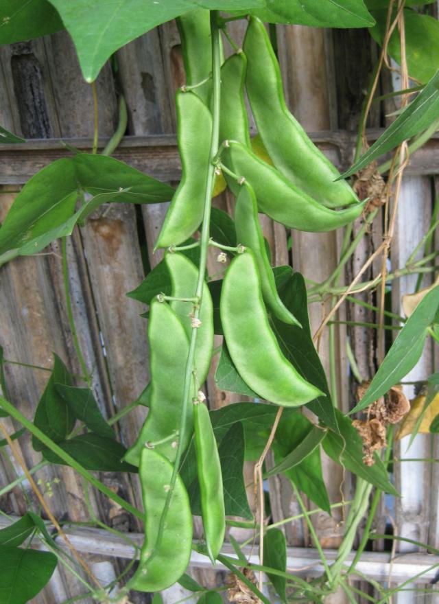 Lima bean (Phaseolus lunatus), pods