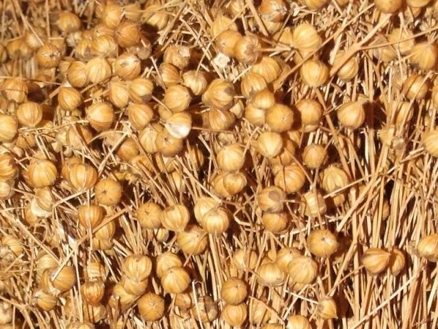 Linseed fruits