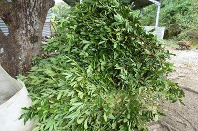 Indian laurel (Litsea glutinosa) forage