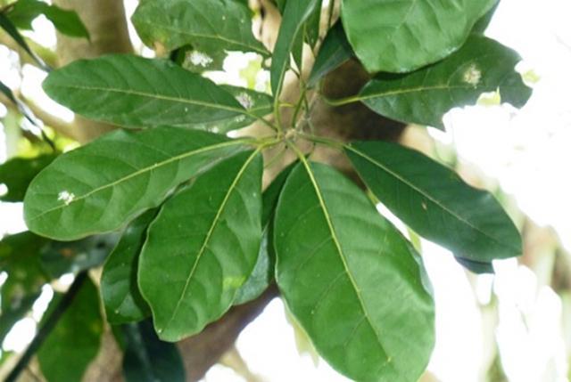 Indian laurel (Litsea glutinosa) leaves