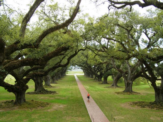 Alley of live oaks, Louisiana, USA