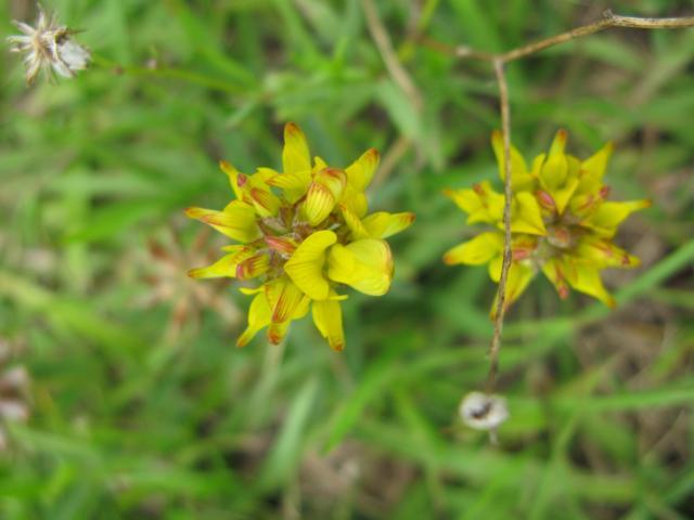 Lotononis (Lotononis bainesii)