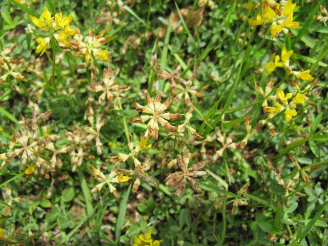 Lotononis (Lotononis bainesii)