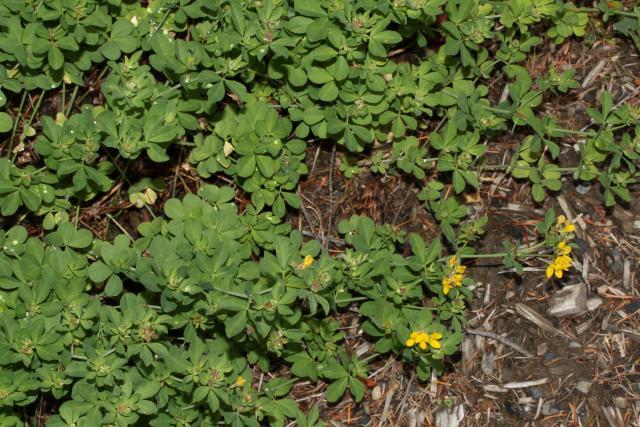 Bird's foot trefoil (Lotus corniculatus), habit