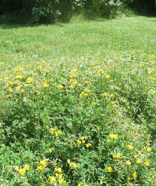 Birdsfoot trefoil (Lotus corniculatus)