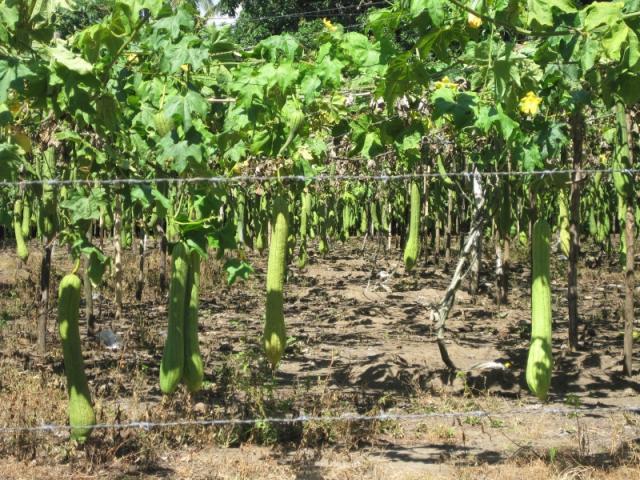 Luffa (Luffa aegyptiaca), habit and fruits, Guatemala