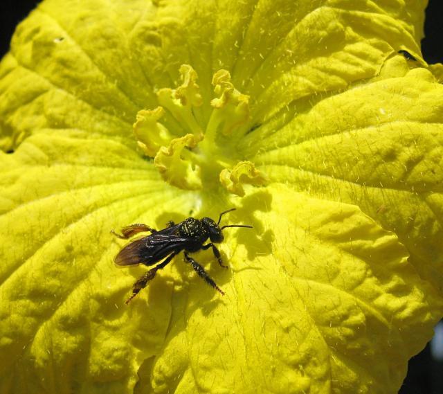 Luffa (Luffa aegyptiaca), flower pollination, Campinas, Brazil