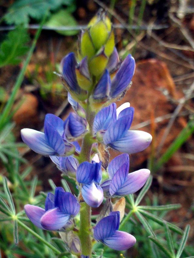 Blue lupinus (Lupinus angustifolius) inflorescence