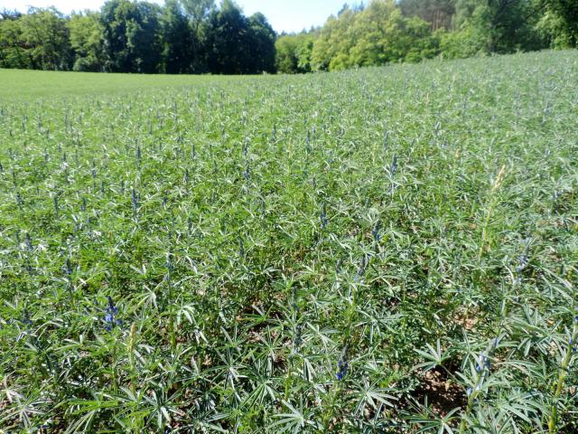 Blue lupin (Lupinus angustifolius) crop