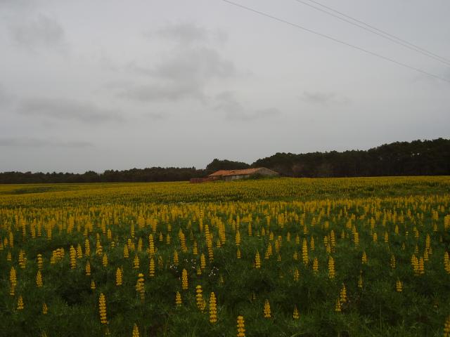 Yellow lupin (Lupinus luteus) field
