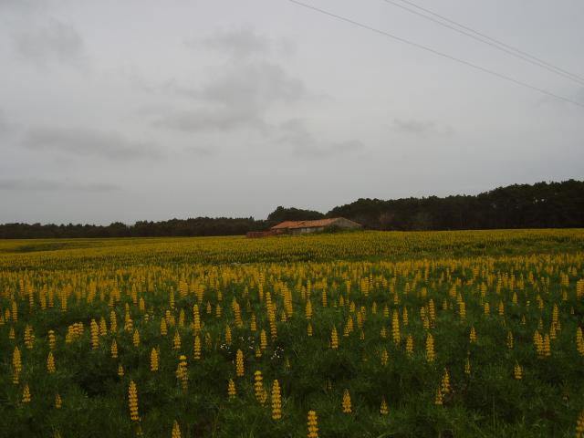 Yellow lupin (Lupinus luteus) field