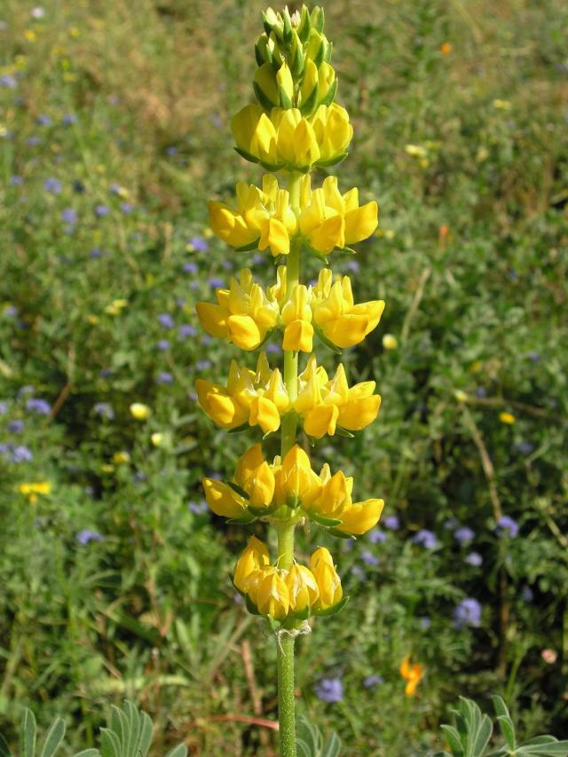 Yellow lupin (Lupinus luteus) inflorescence