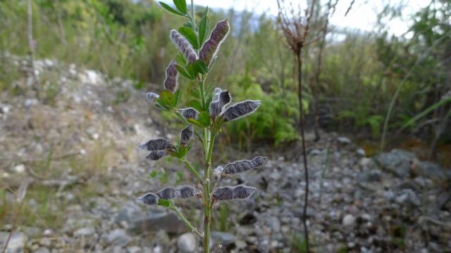 Yellow lupin (Lupinus luteus) habit with pods