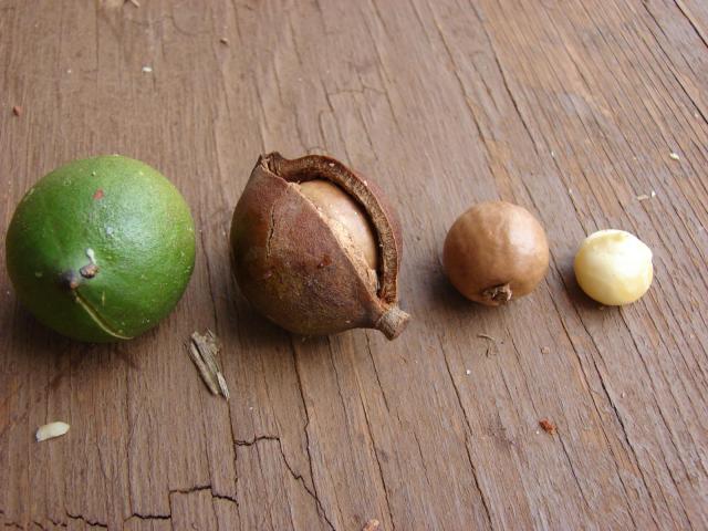 Macadamia (Macadamia integrifolia), fruit, nut, and kernel