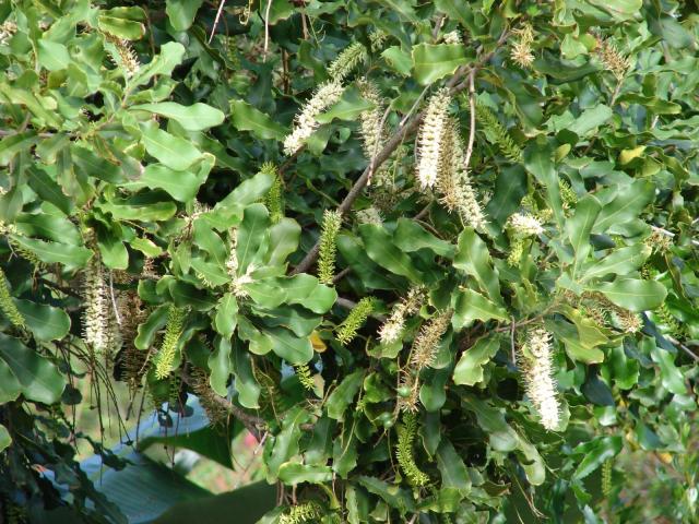 Macadamia (Macadamia integrifolia) foliage and flowers