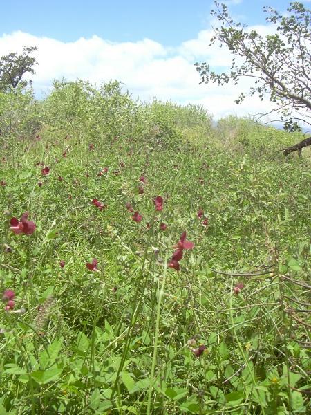 Phasey bean (Macroptilium lathyroides) stand, Hawaii