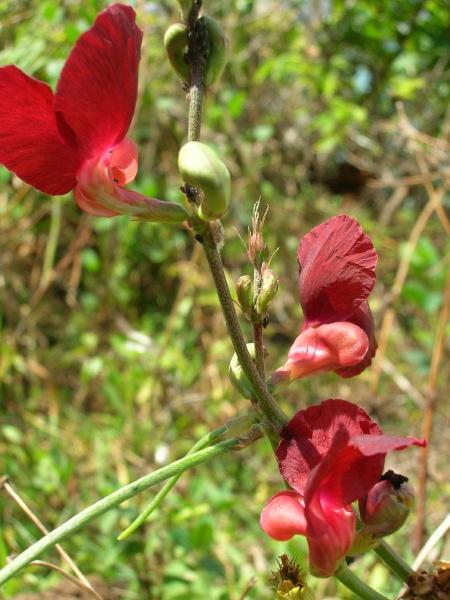 Phasey bean (Macroptilium lathyroides), flowers
