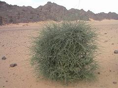 Atil (Maerua crassifolia Forssk.) shrub, Sahara, Mauritania