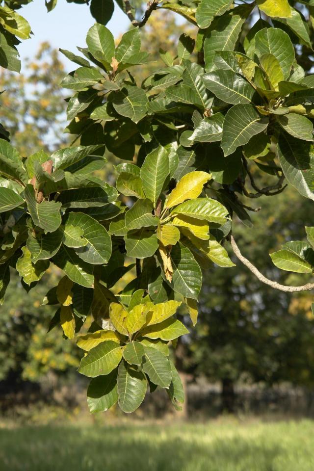 Mahua (Madhuca longifolia), foliage