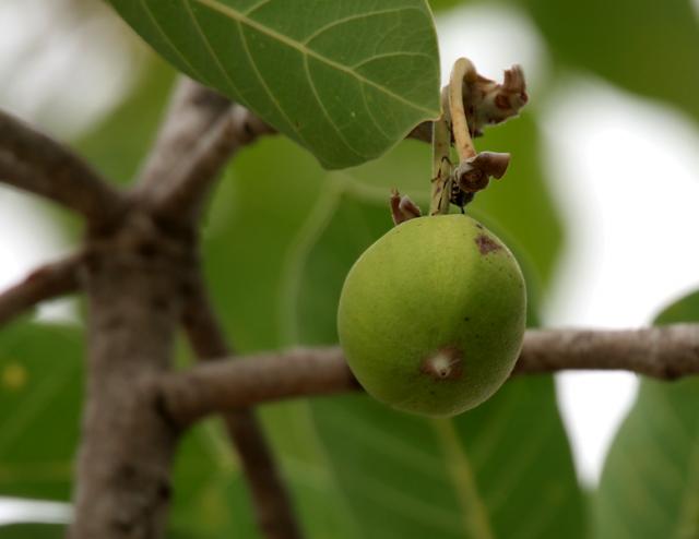 Mahua (Madhuca longifolia), fruit