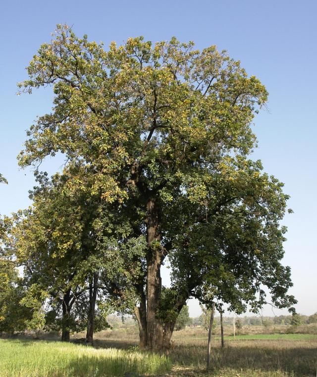 Mahua (Madhuca longifolia), tree