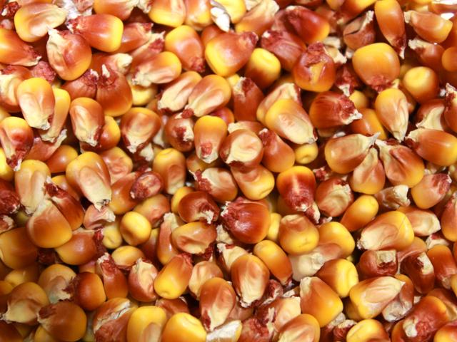 Maize grain