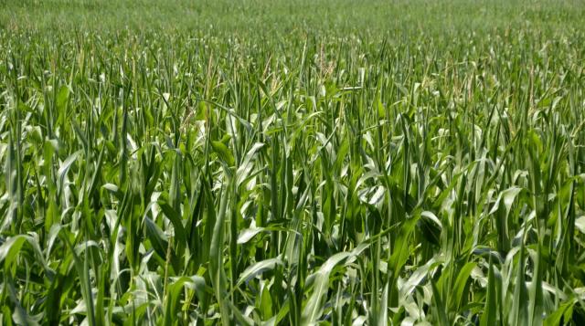 Maize field, Germany