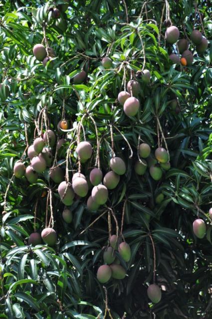 Mango tree with fruits