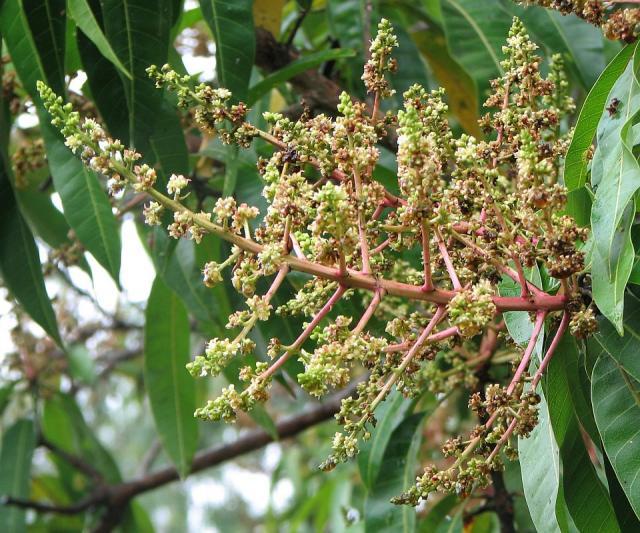 Mango (Mangifera indica) inflorescence