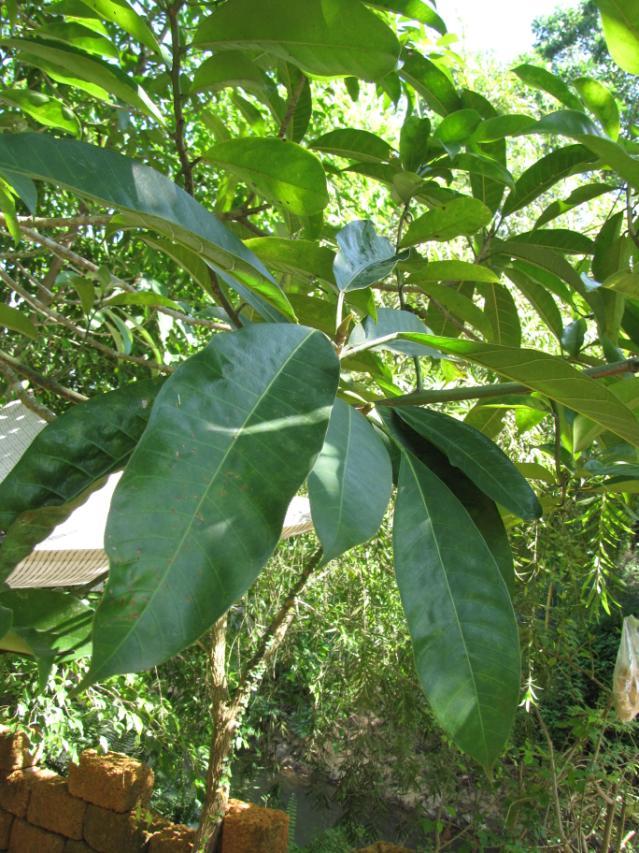 Mango leaves, North Vietnam