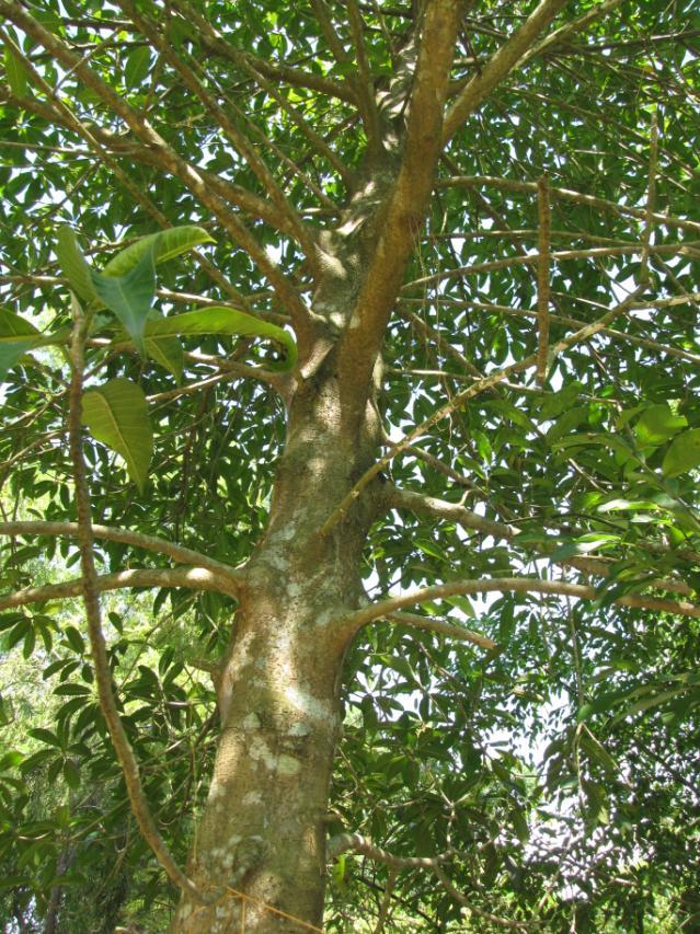 Mango tree, North Vietnam