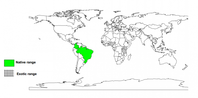 Worldwide distribution of Manihot glaziovii