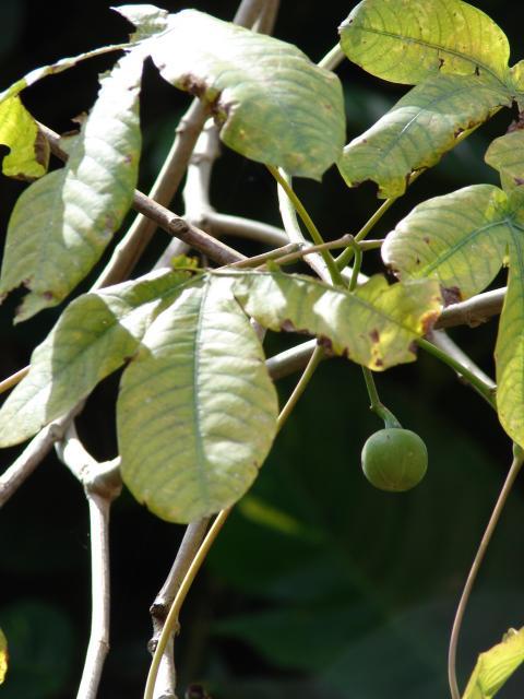 Manicoba or ceara rubber tree, leaves and fruit (Manihot glaziovii)