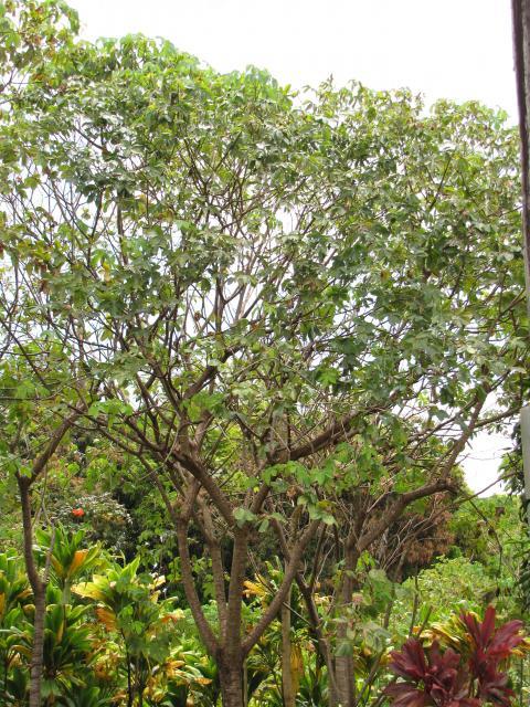 Manicoba or ceara rubber tree (Manihot glaziovii)