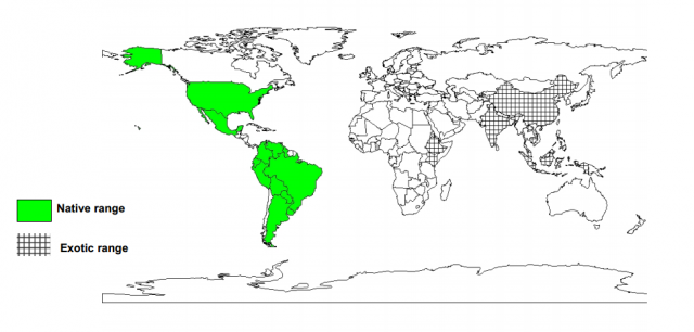 Worldwide distribution of Pithecellobium dulce