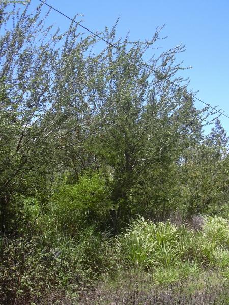 Manila tamarind (Pithecellobium dulce), hedge, Hawaii