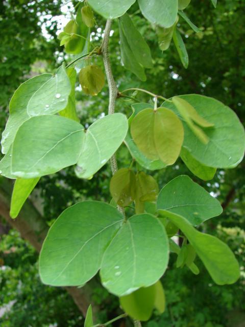 Manila tamarind (Pithecellobium dulce), leaves, Hawaii