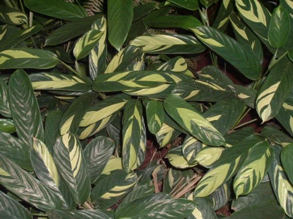 Arrowroot (Maranta arundinacea) leaves